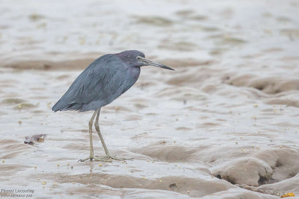 Little Blue Heron