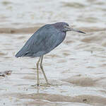 Aigrette bleue