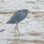 Little Blue Heron