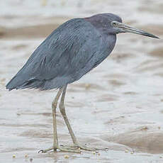 Aigrette bleue