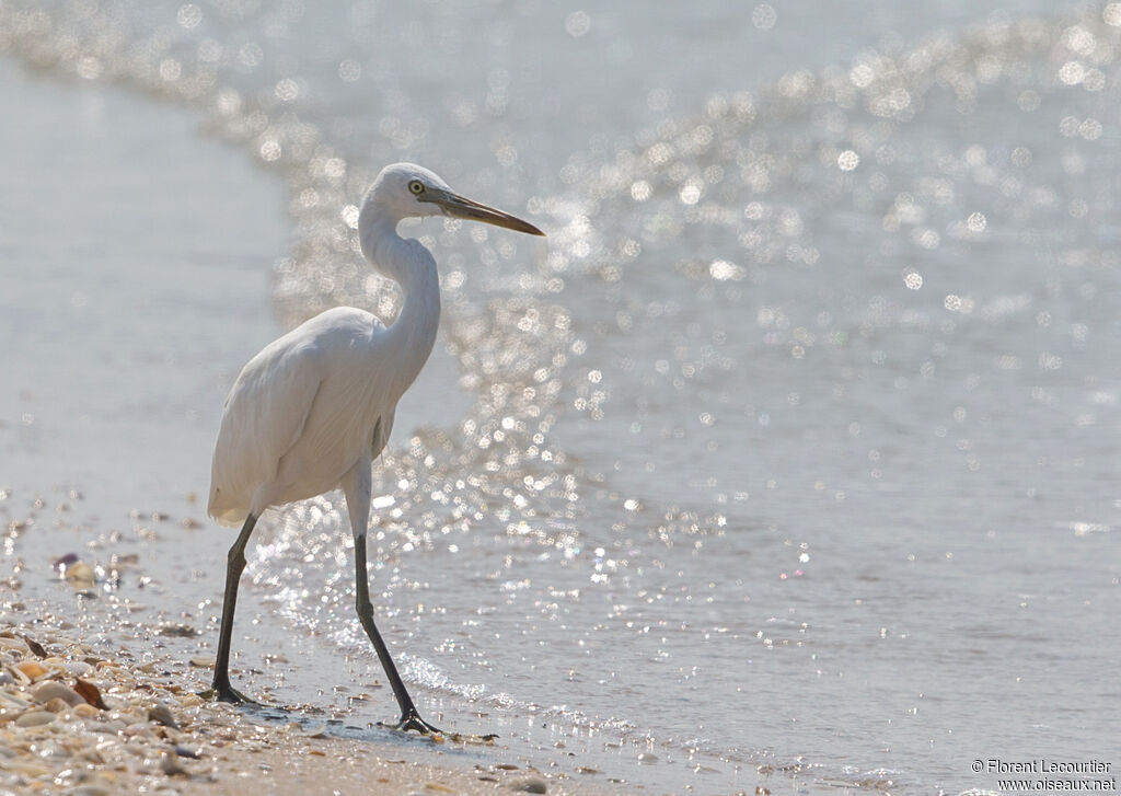 Chinese Egret