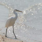 Aigrette de Chine