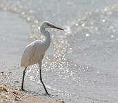 Aigrette de Chine