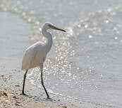 Aigrette de Chine