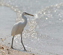 Aigrette de Chine