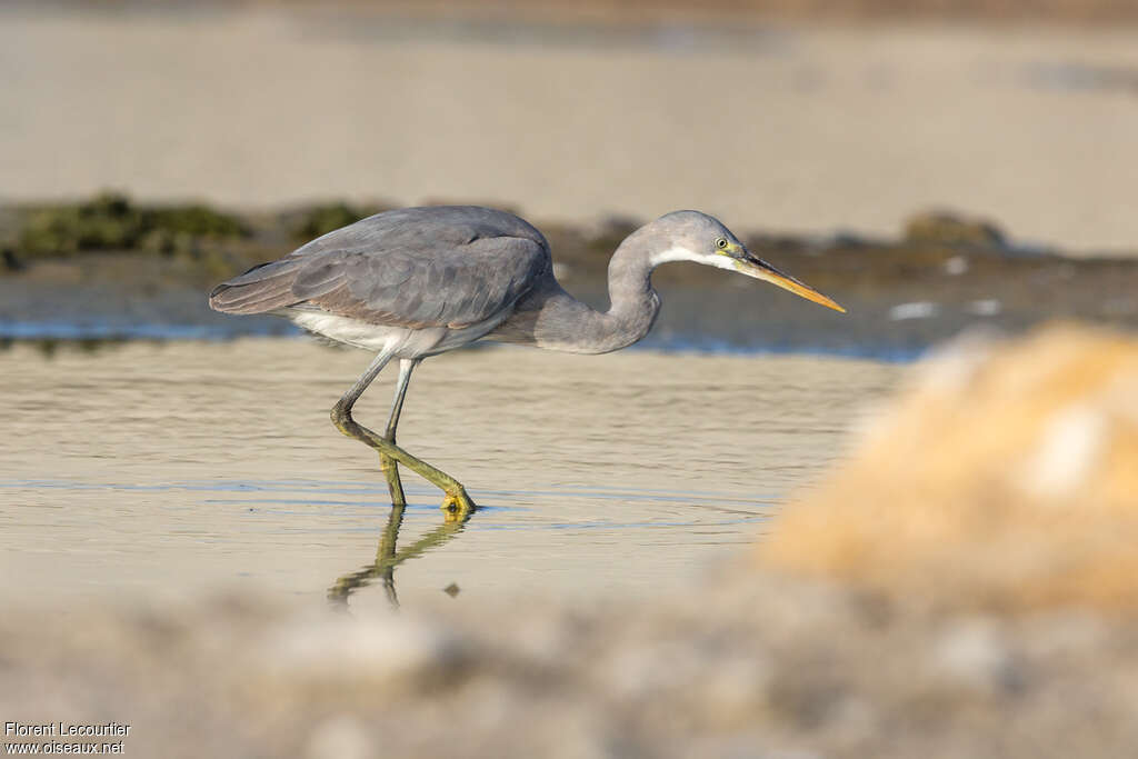 Western Reef Heronadult, identification