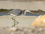 Aigrette des récifs