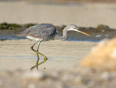 Western Reef Heron