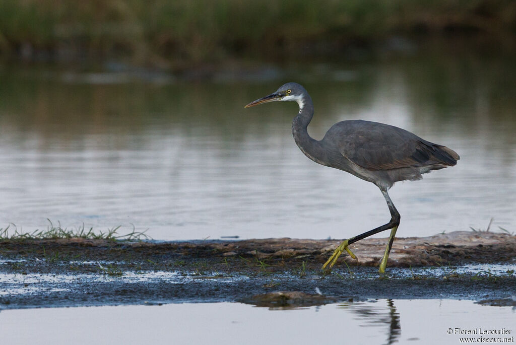 Aigrette des récifs