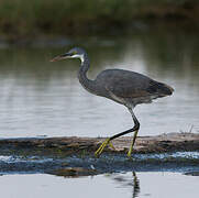 Western Reef Heron