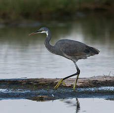 Aigrette des récifs