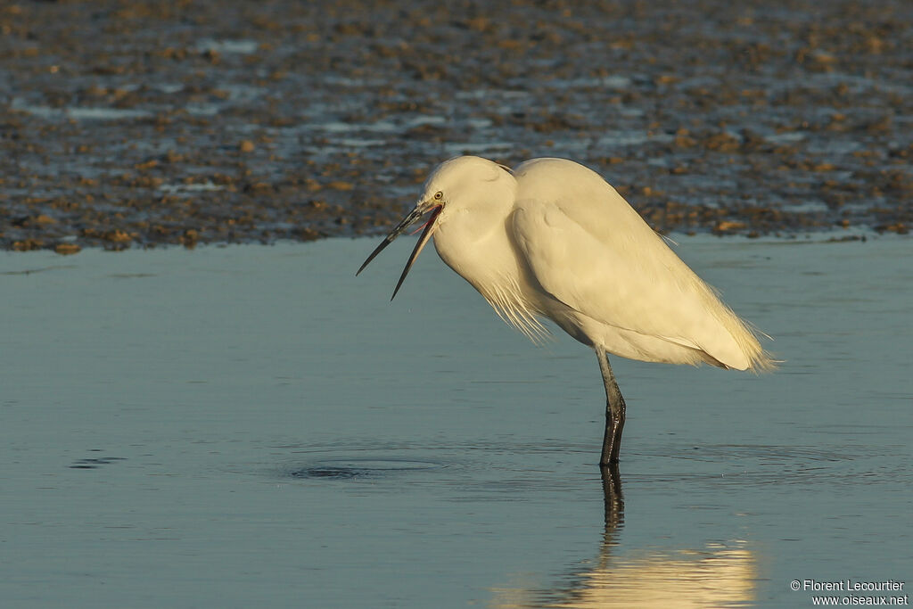 Aigrette garzette