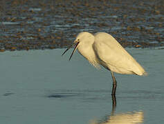 Little Egret