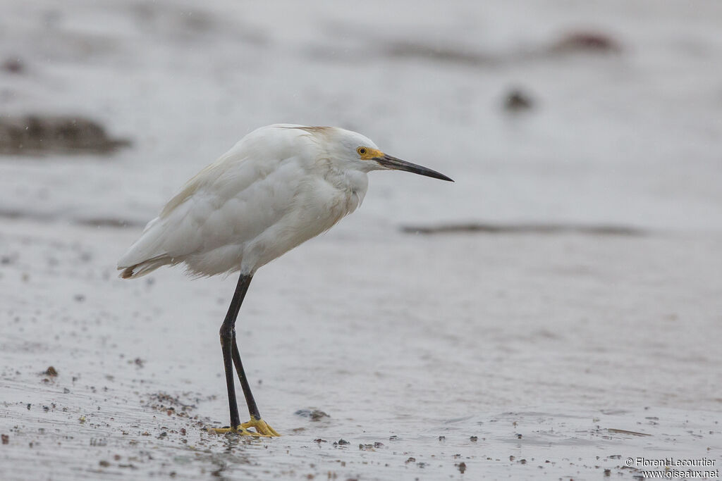 Snowy Egret