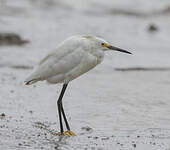 Aigrette neigeuse