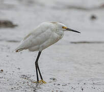 Snowy Egret