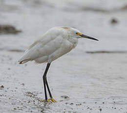 Aigrette neigeuse