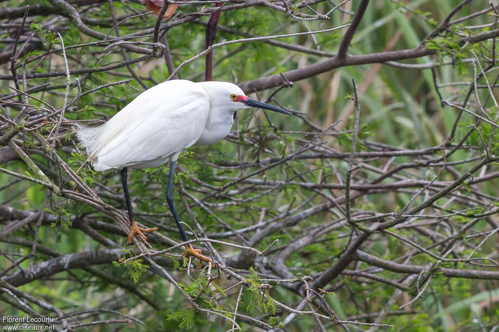 Aigrette neigeuseadulte nuptial, identification