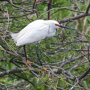 Aigrette neigeuse