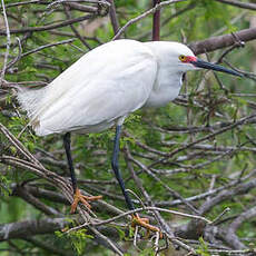 Aigrette neigeuse