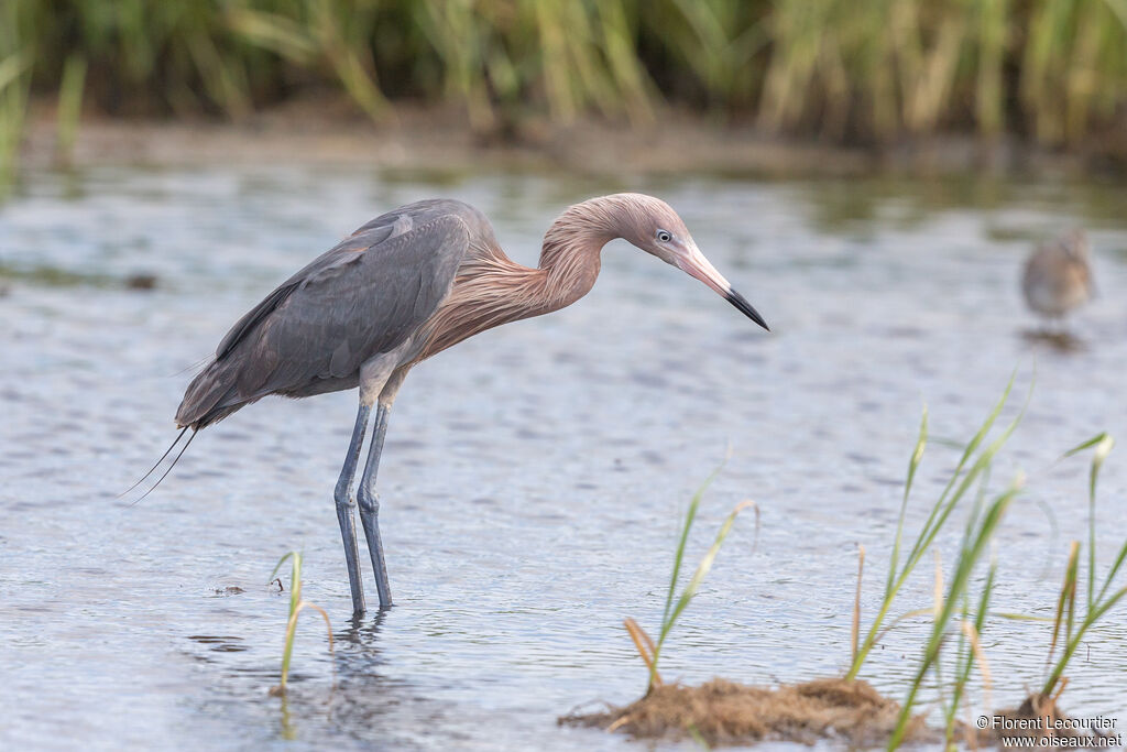 Reddish Egret