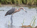 Aigrette roussâtre