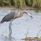 Aigrette roussâtre