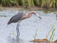 Aigrette roussâtre