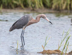 Aigrette roussâtre