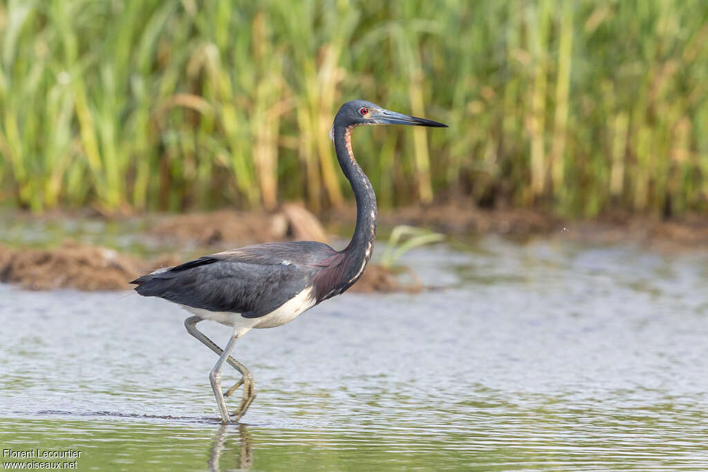 Aigrette tricoloreadulte, identification