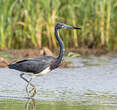 Aigrette tricolore