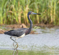 Aigrette tricolore