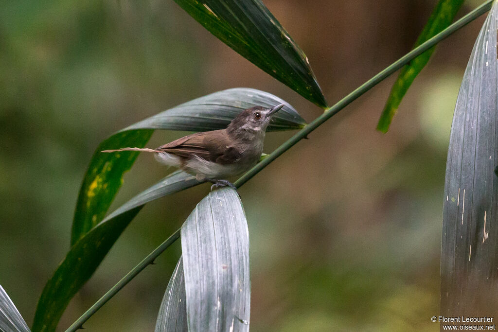 White-chested Babbler