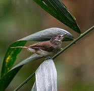 Malayan Swamp Babbler