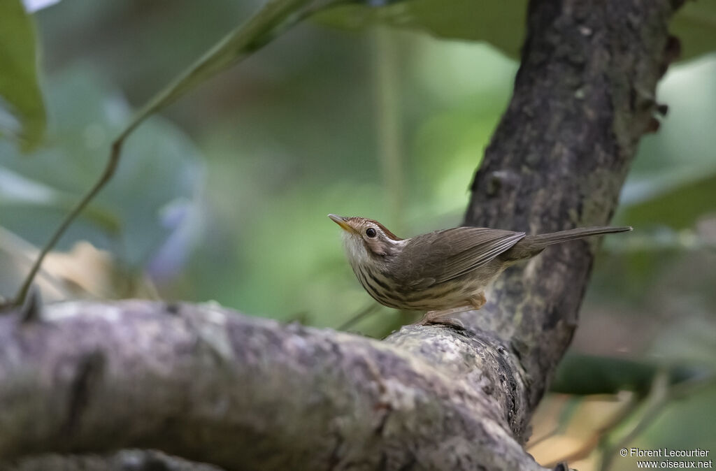 Puff-throated Babbler