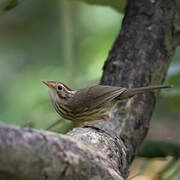 Puff-throated Babbler