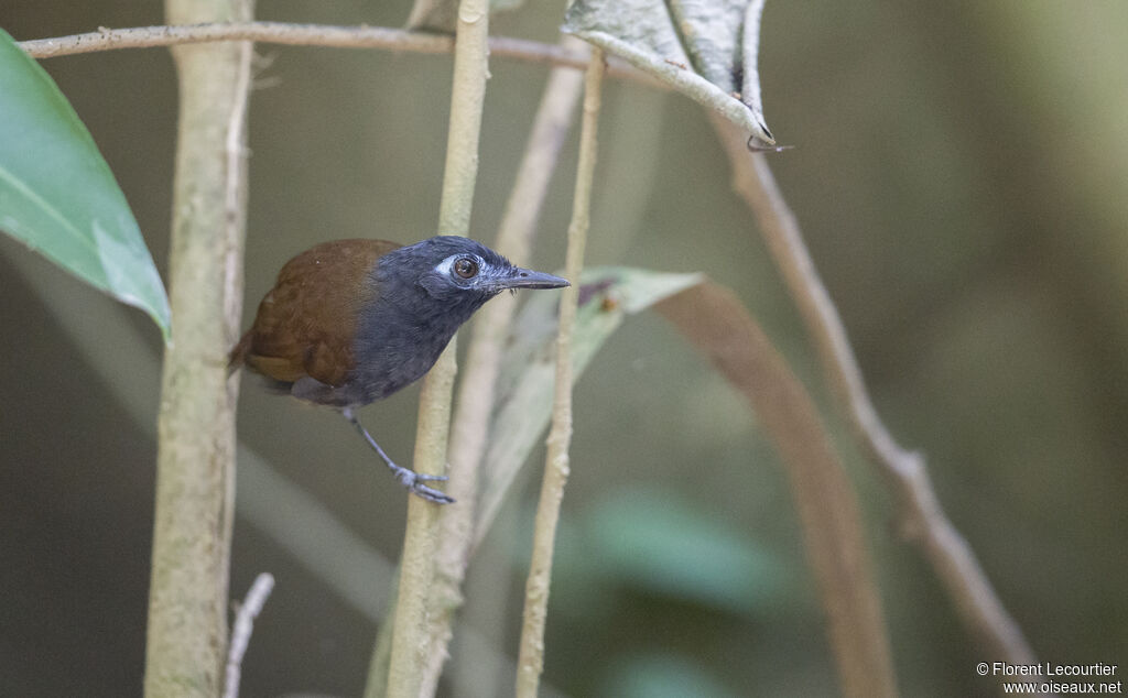 Chestnut-backed Antbird