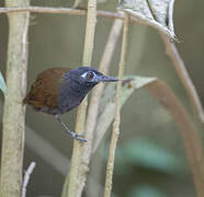 Chestnut-backed Antbird