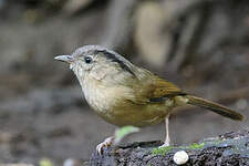 Alcippe à joues brunes
