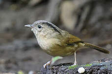 Alcippe à joues brunes