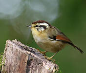 Alcippe à tête marron