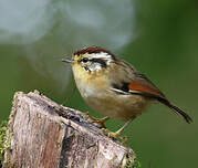 Alcippe à tête marron