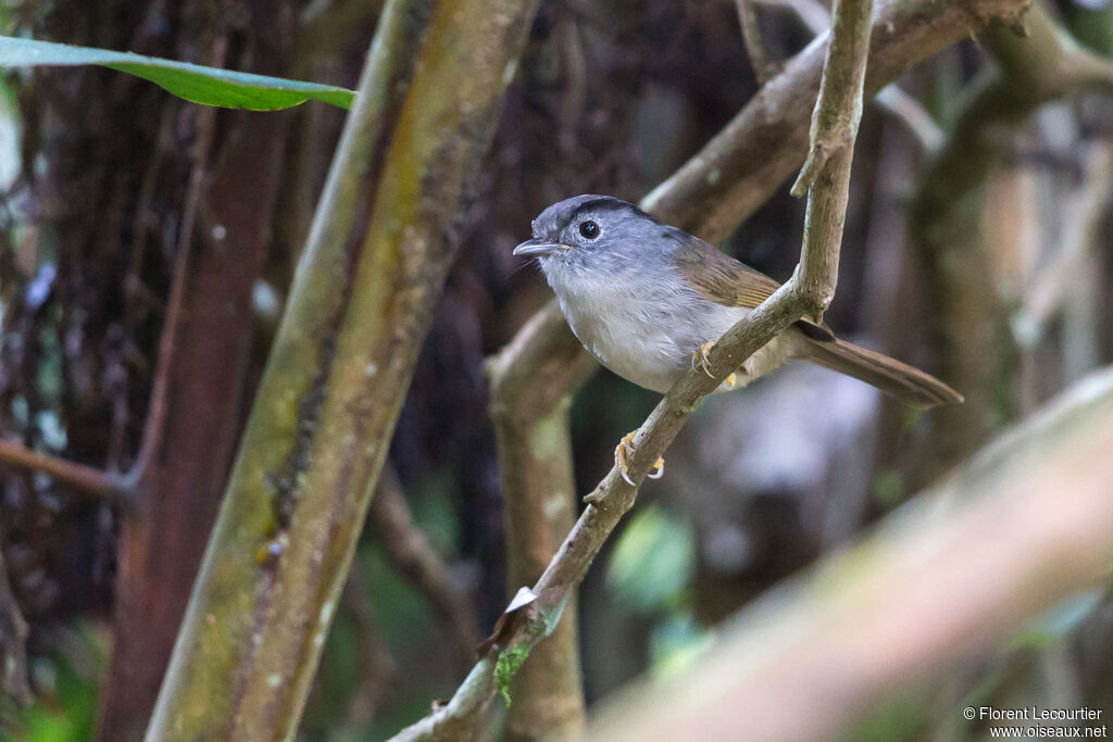 Mountain Fulvetta