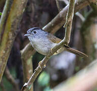 Mountain Fulvetta