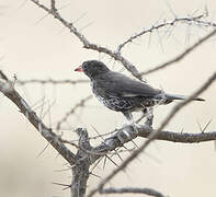 Red-billed Buffalo Weaver