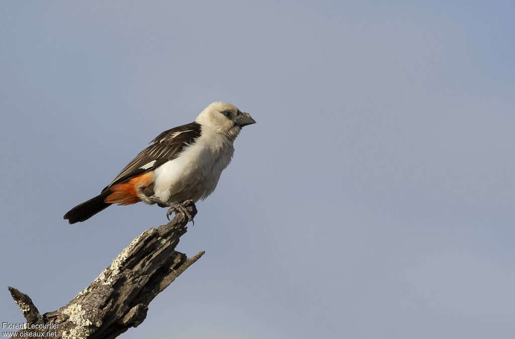 White-headed Buffalo Weaver