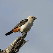 White-headed Buffalo Weaver