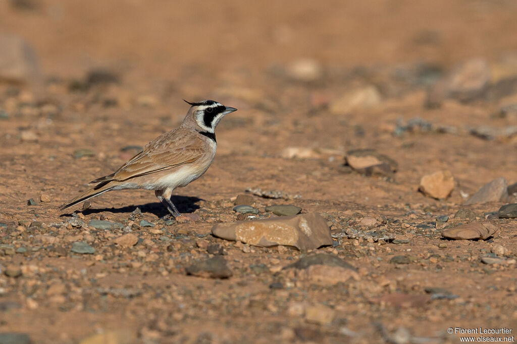 Temminck's Lark