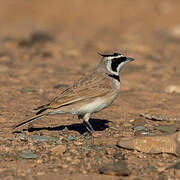 Temminck's Lark