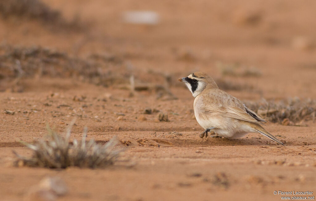 Temminck's Lark